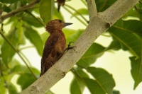 Datel rezavy - Micropternus Celeus Picus brachyurus - Rufous Woodpecker 7192